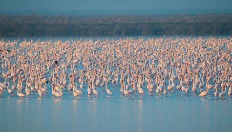 Scientists from the UCA participate in a study that warns of the risk of collapse of Doñana without more active local management
