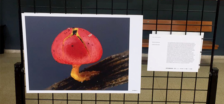 La exposición ‘FOTCIENCIA14’se puede visitar hasta el próximo 20 de junio en el Campus de Puerto Real