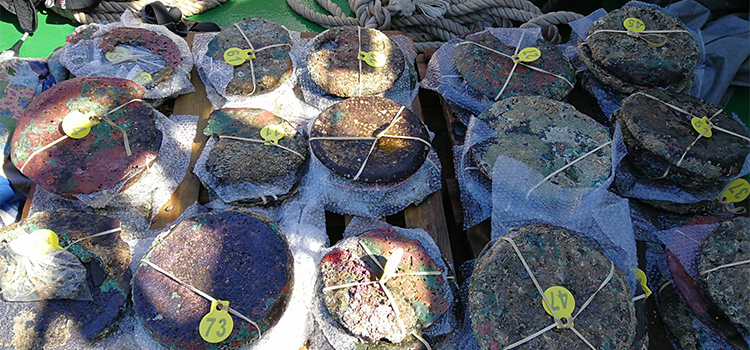 Estudiantes del máster de Arqueología Náutica y Subacuática hallan restos de antiguo pecio en Sancti Petri