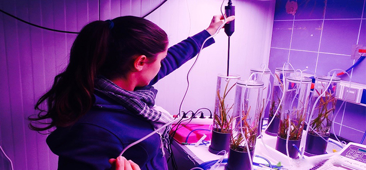 Investigadores UCA advierten de que el cambio climático puede generar alteraciones en las poblaciones de fanerógamas marinas