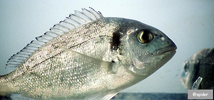 La Jornada ‘La acuicultura en la Bahía de Cádiz’ se celebra hoy en la Facultad de Ciencias del Mar y Ambientales
