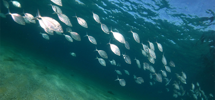 Expertos de la UCA trabajan en nuevos piensos para la acuicultura que mejoren la salud y el bienestar de doradas y corvinas