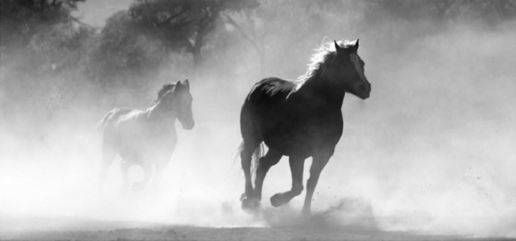 Mesa redonda ‘El caballo: elemento económico y turístico’