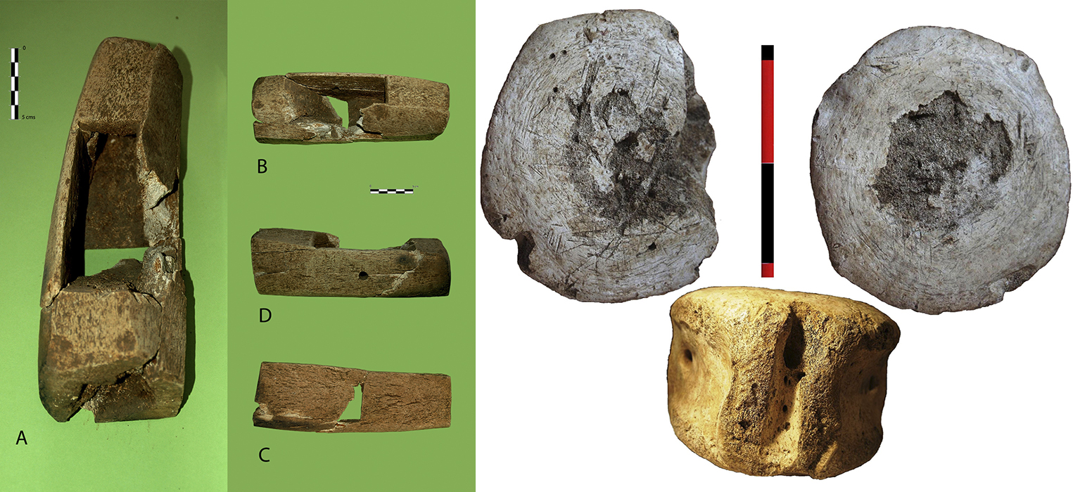 Investigadores de la UCA participan en el hallazgo de restos de dos especies de ballenas desaparecidas en el Mediterráneo