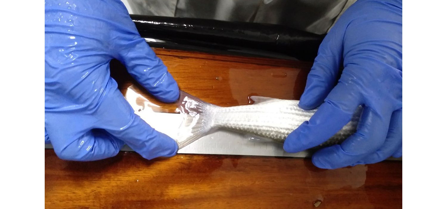 El proyecto MUGILDIET continúa sus trabajos experimentales en la Planta de Cultivos Marinos de la UCA