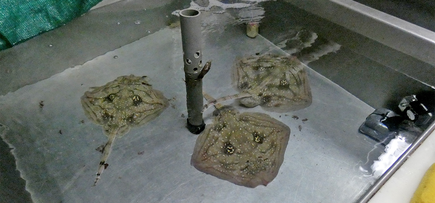 La UCA trabaja en la puesta en marcha de medidas para la disminución del impacto de la pesca sobre especies como la raya