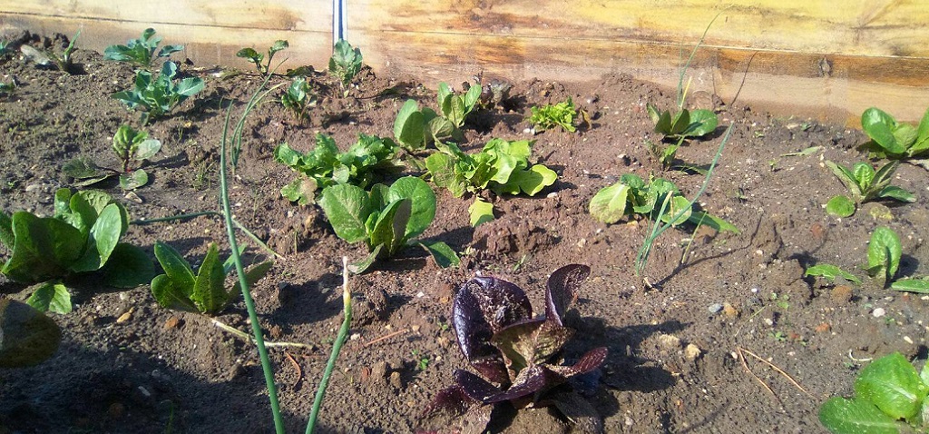 Contruyamos la HuertUCA entre todos: Taller Biopreparados orgánicos