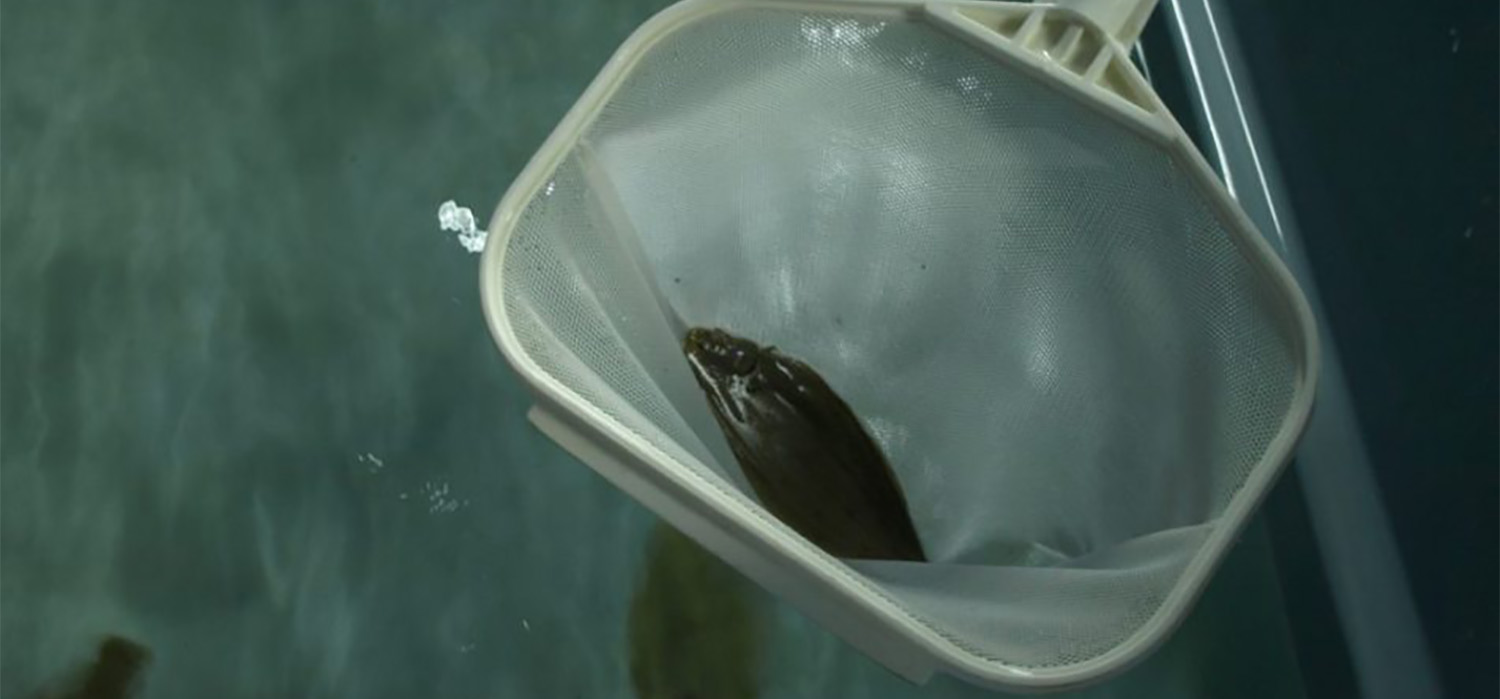 INiBICA y CEI·Mar organizan la Jornada ‘Salud y Mar’ para impulsar sinergias entre investigadores y empresas