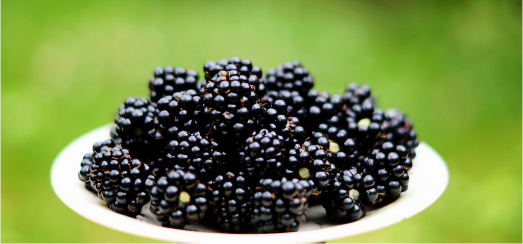 Investigadores de la UCA desarrollan un nuevo método de extracción para analizar compuestos de interés biológico en moras