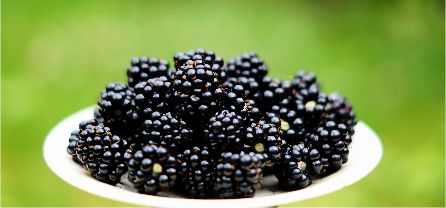 Investigadores de la UCA desarrollan un nuevo método de extracción para analizar compuestos de interés biológico en moras