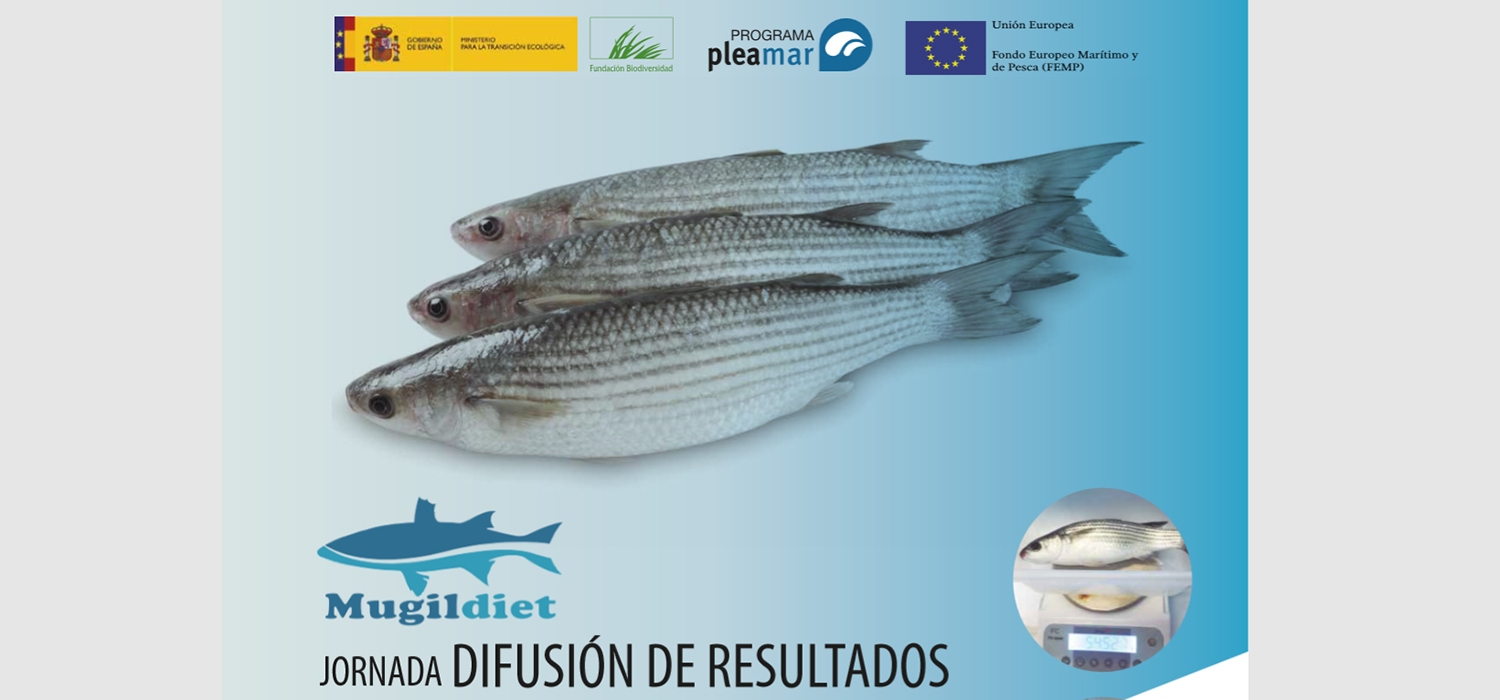 Investigadores presentan resultados del proyecto ‘MUGILDIET’ para el cultivo sostenible de mugílidos
