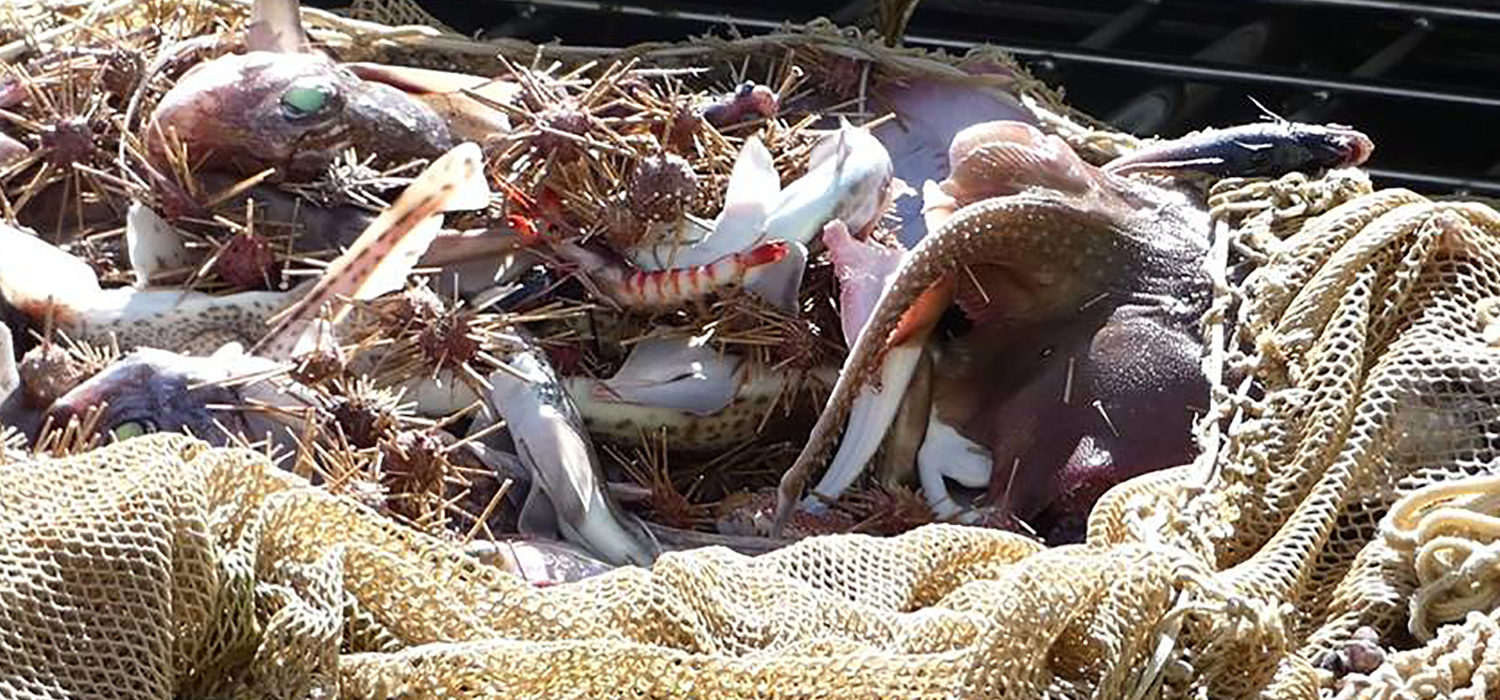 Un estudio de la UCA centrado en recuperación de la raya podría modificar la cuota de pesca marcada para esta especie