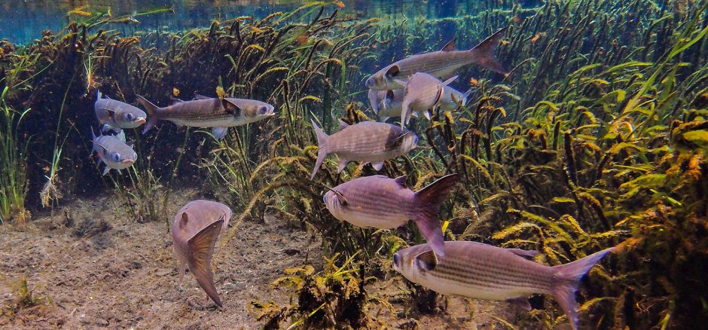 El proyecto MUGILDIET presenta sus resultados en una nueva edición del Congreso Nacional de Acuicultura