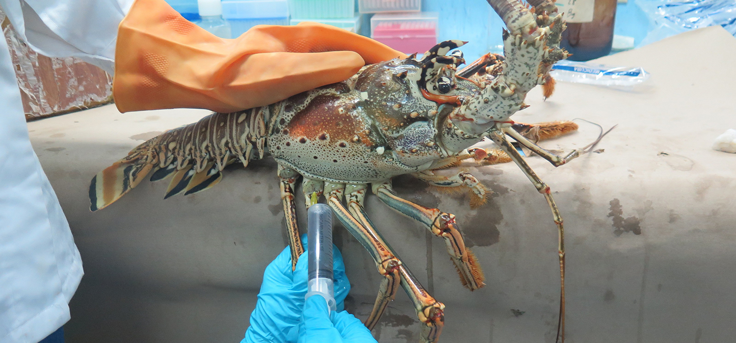 La Universidad de La Habana premia un estudio sobre la fisiología digestiva de la langosta con investigadores de la UCA