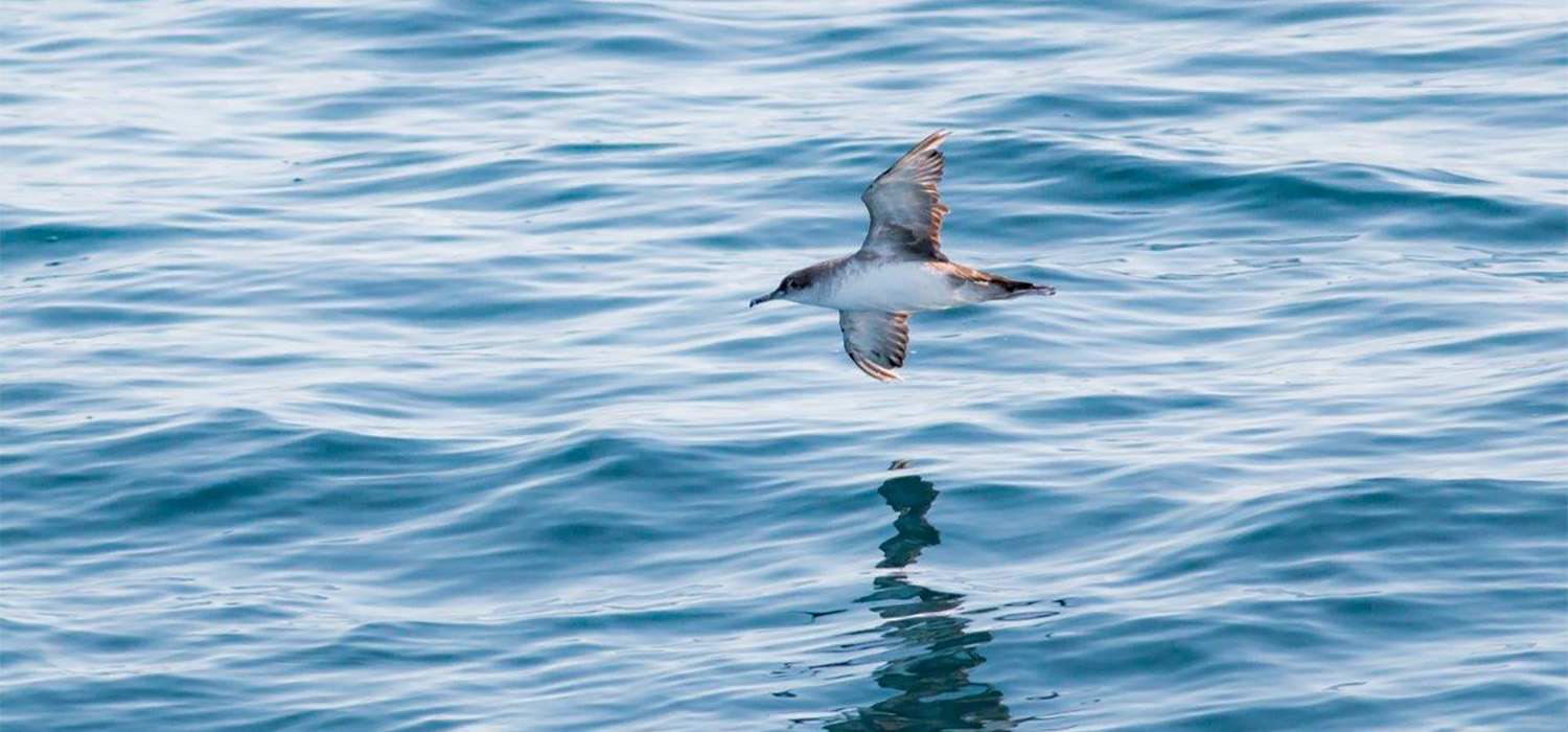 Investigadores de la UCA activan el proyecto ‘Ecofish’ para mejorar la sostenibilidad de las pesquerías en el Golfo de Cádiz