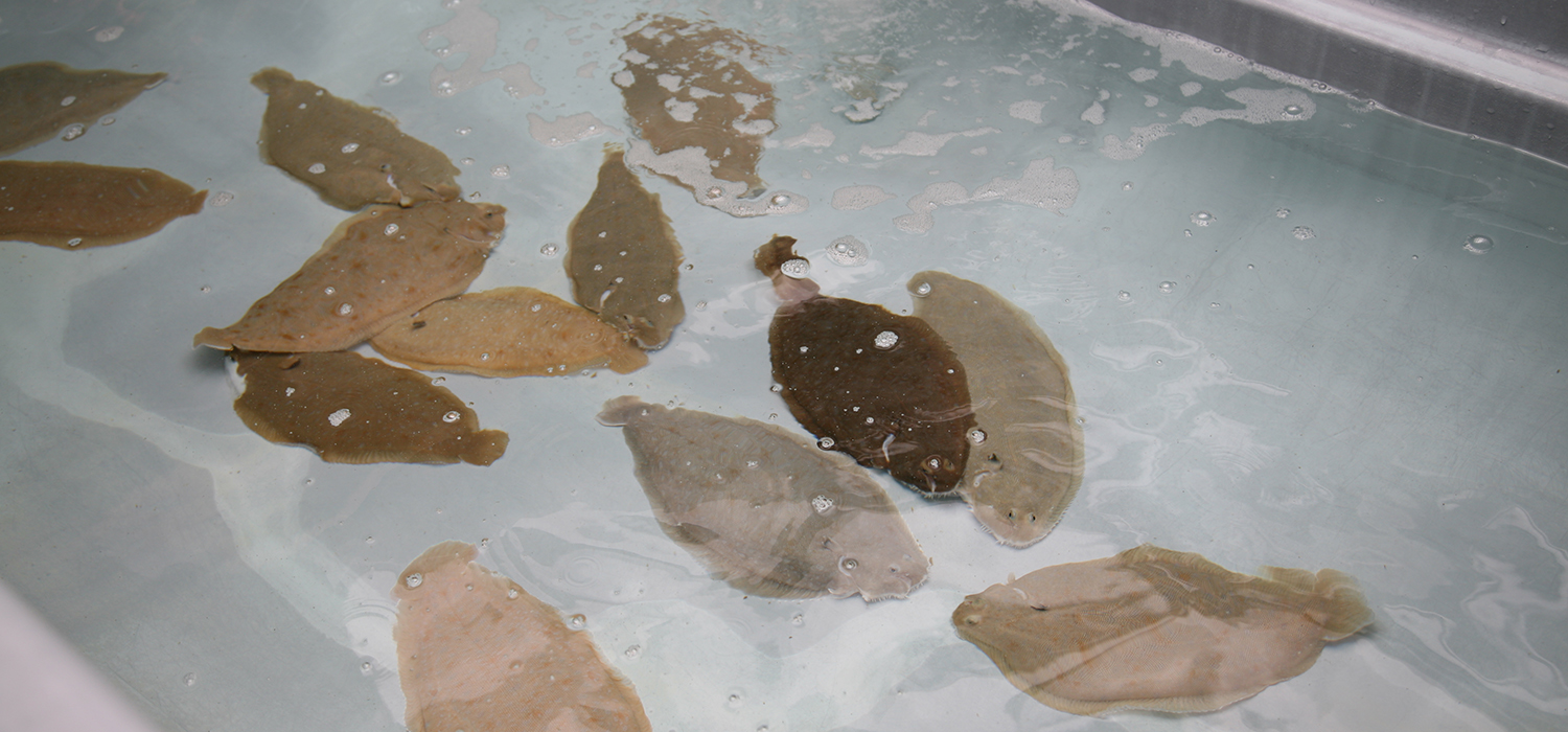 Día de la Acuicultura en el Campus de Puerto Real