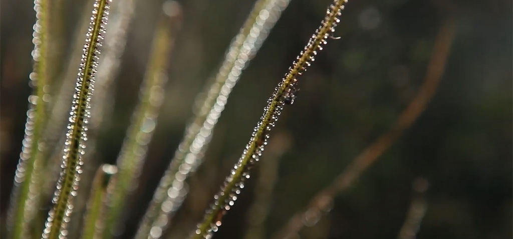 La UCA lanza el documental ‘Nuestra planta carnívora Drosophyllum lusitanicum: una de las especies más raras del Planeta’