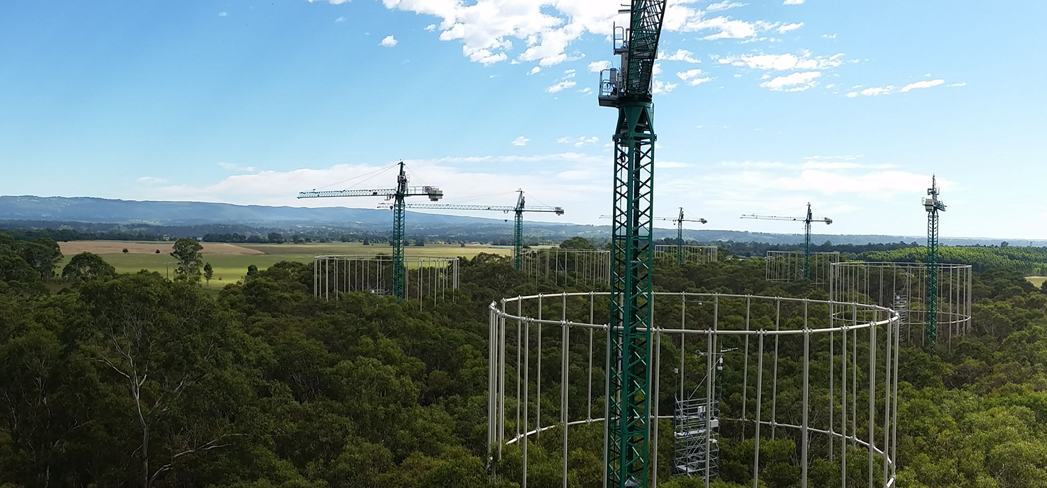 Un estudio, en el que participa la UCA, revela que los bosques maduros no contribuirán a secuestrar más carbono atmosférico