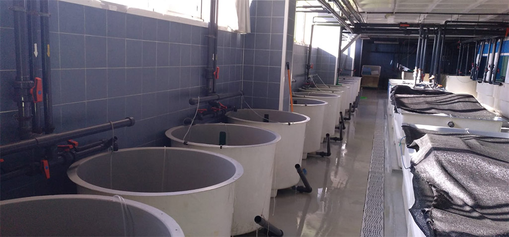 El Servicio Central de Investigación en Cultivos Marinos de la UCA ya está plenamente operativo