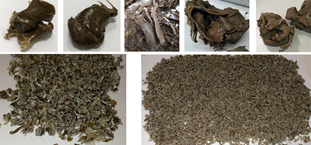 Investigadores de la UCA crean un producto a partir de residuos de remolacha azucarera que sustituye al plástico