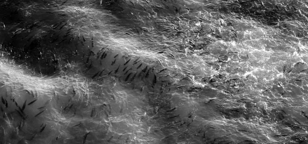 Sergio Castañeira y Gustavo Alemán hablarán de fotografía en la UCA