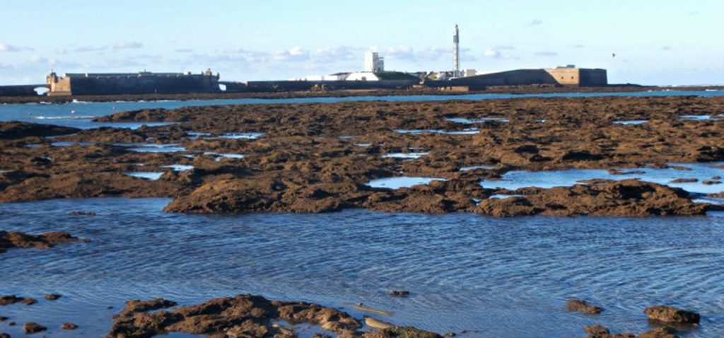 “The Biocaleta Project….is back (Biodiversidad marina de La Caleta, Cádiz)”