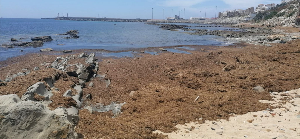 CEI·Mar y UCA, presentes en el Foro Alga Invasora y su Plan de Acción junto a 27 entidades españolas