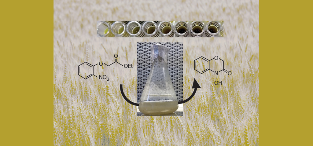 Investigadores de la UCA crean un novedoso proceso biotecnológico para sintetizar un herbicida ecológico