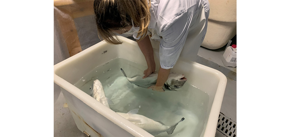 El Campus de Excelencia Internacional del Mar, una de las potencias en investigación en acuicultura de España