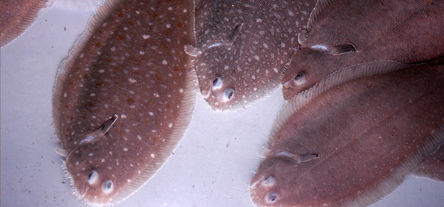 Investigadores de la UCA descubren nuevos comportamientos cromosómicos en el genoma del lenguado