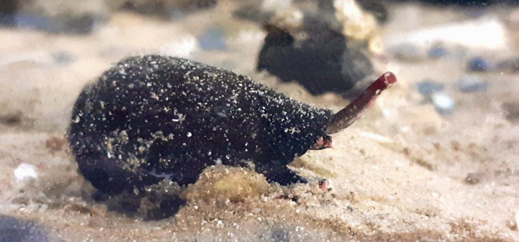 Investigadores de la UCA participan en la secuenciación del genoma del cono del Mediterráneo, que ayuda a comprender la evolución de los venenos