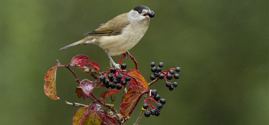 Investigadores de la UCA lideran un estudio que revela que el 86% de las plantas son dispersadas por aves que migran hacia áreas cálidas