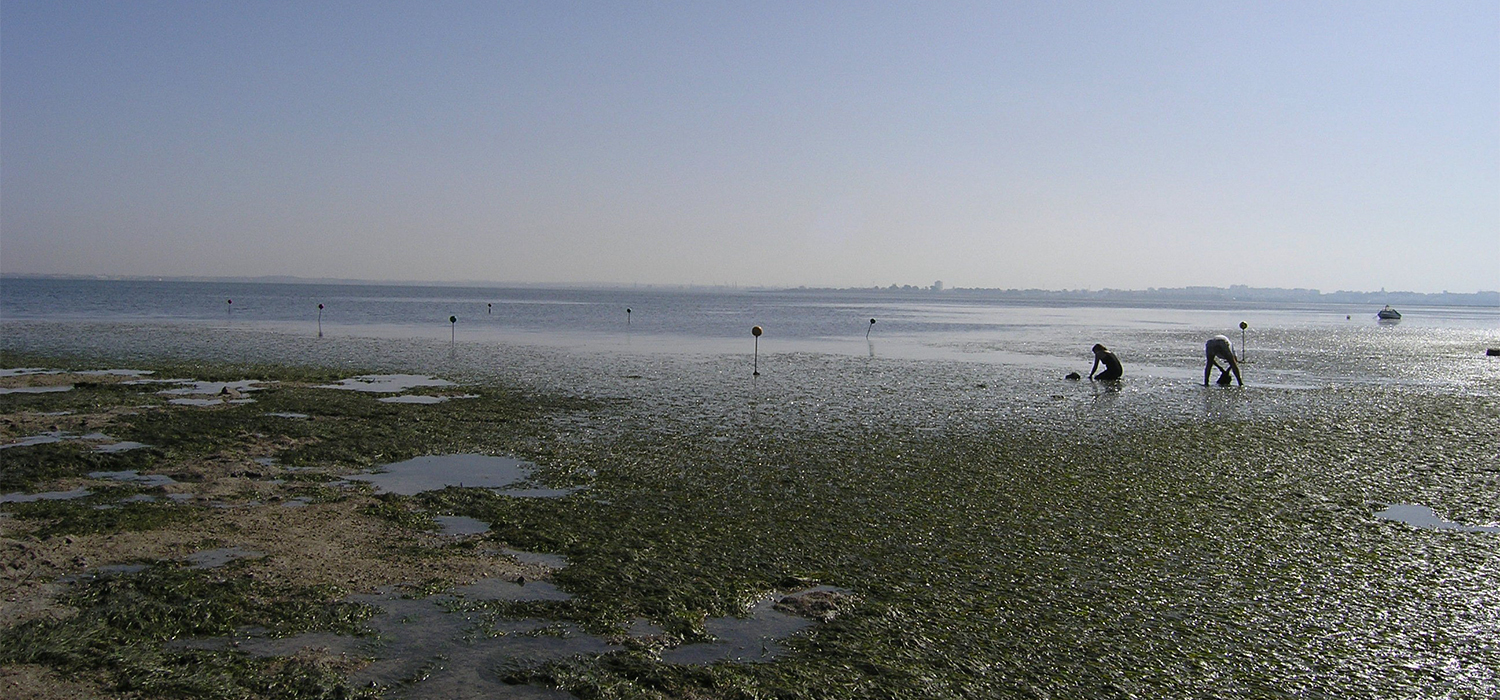 Investigadores de la UCA publican estudio sobre la adaptación de las praderas marinas de la Bahía de Cádiz al aumento del nivel del mar