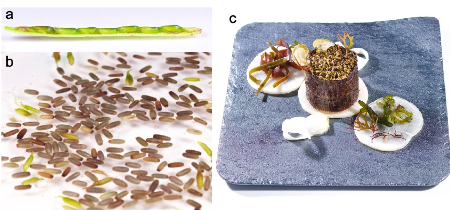 Investigadores de UCA y URJC publican una revisión sobre la historia culinaria de los productos marinos mediterráneos