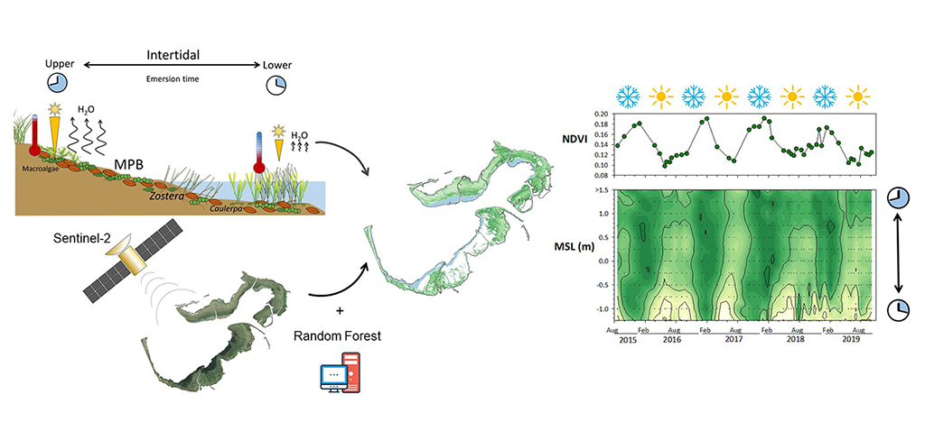 Investigadores de la UCA miden la cantidad de microalgas en los sedimentos de la Bahía de Cádiz
