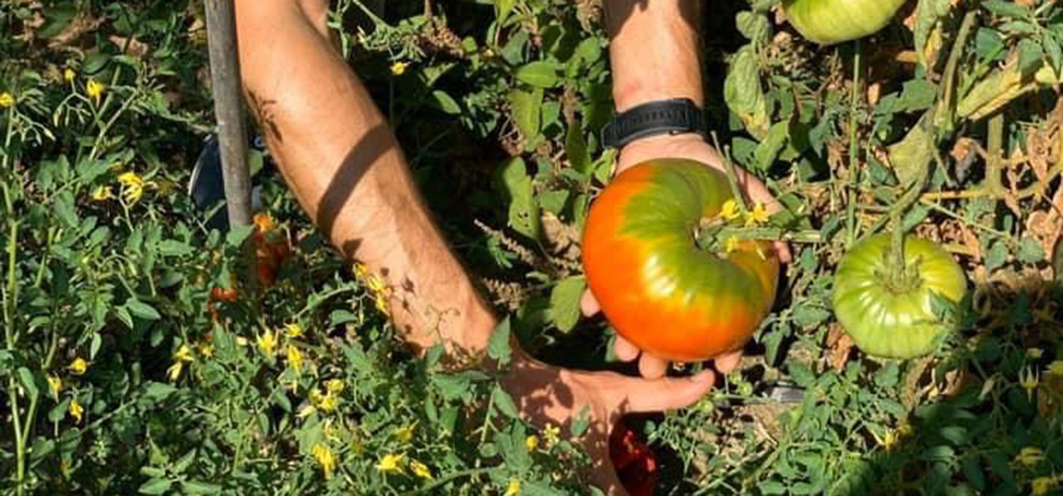 Taller `Cocinando el entorno: Caviar vegetal y raíces´
