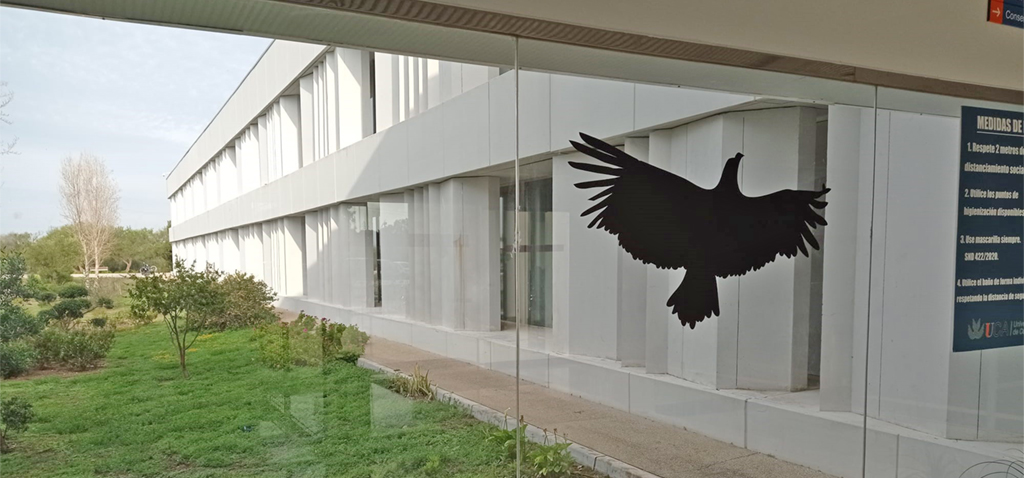 Vuelve la campaña ‘Rapaces de pega’, por un menor impacto de aves en las instalaciones universitarias