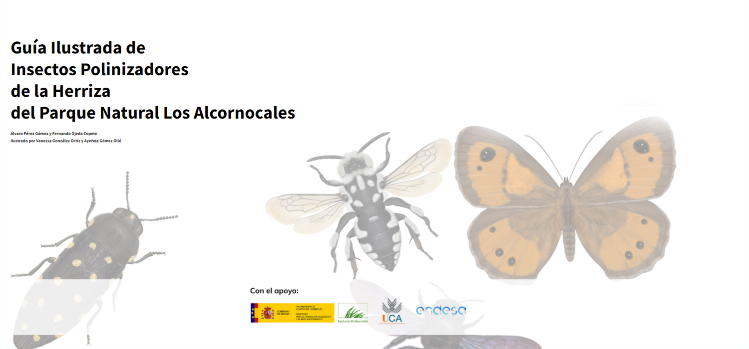 Investigadores de la UCA publican una guía ilustrada de insectos polinizadores de la Herriza del parque natural Los Alcornocales