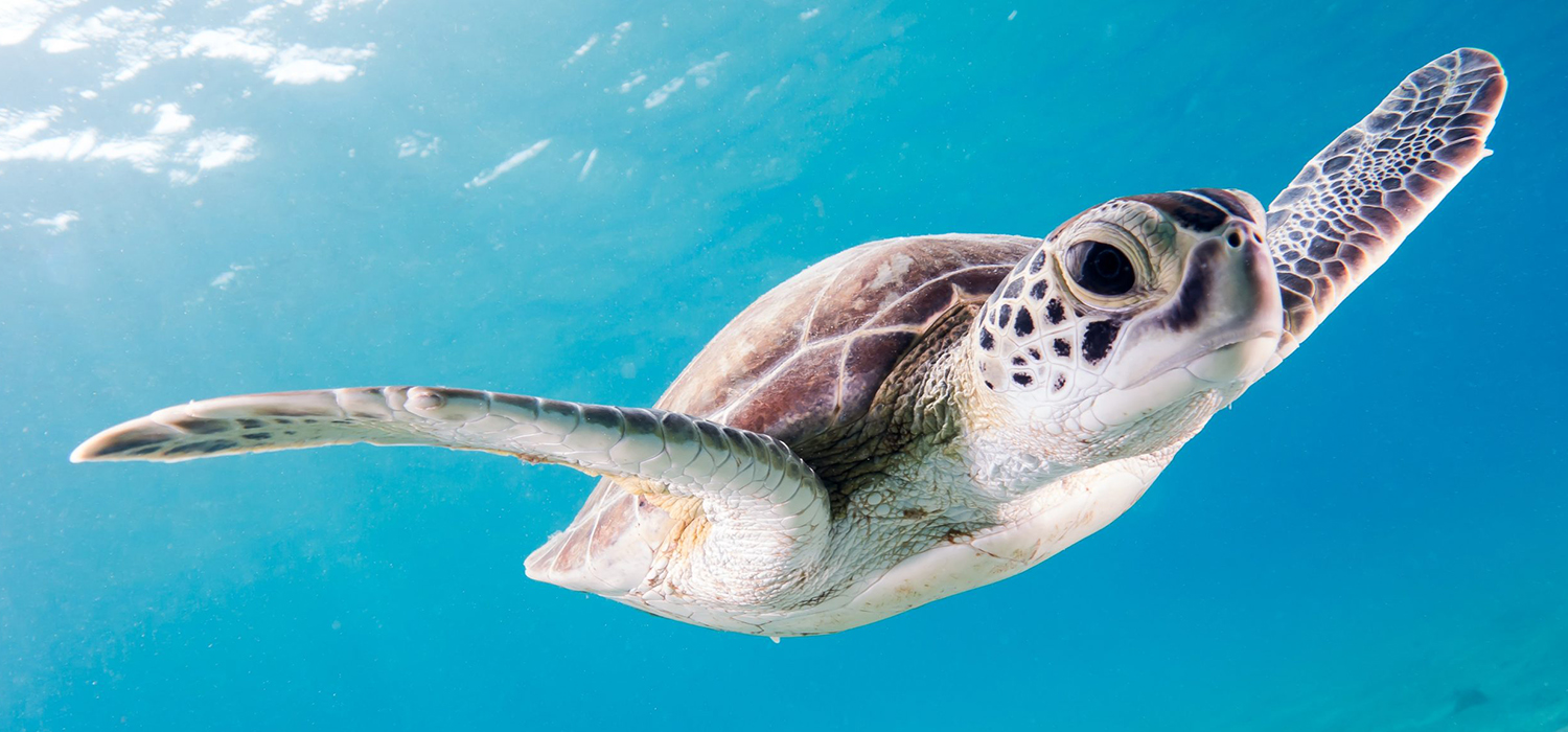 SpinAzul Summit: el evento emprendedor de la economía azul