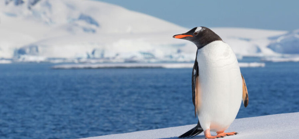 La UCA participa en un estudio que revela como los pingüinos son clave en el reciclaje de hierro en las aguas de la Antártida