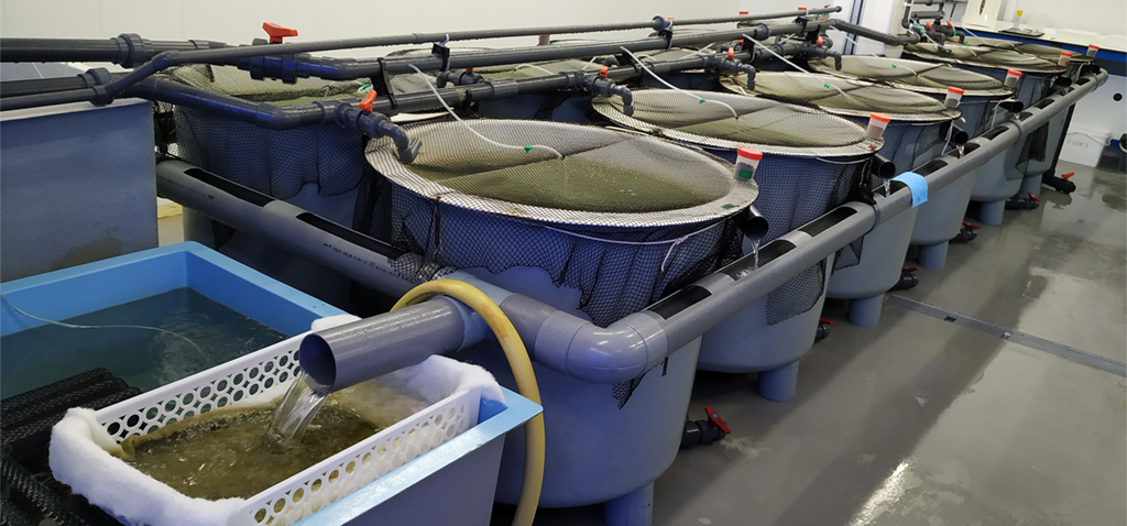 Scientists from the UCA create a system with microalgae that combines water treatment and aquaculture feed production
