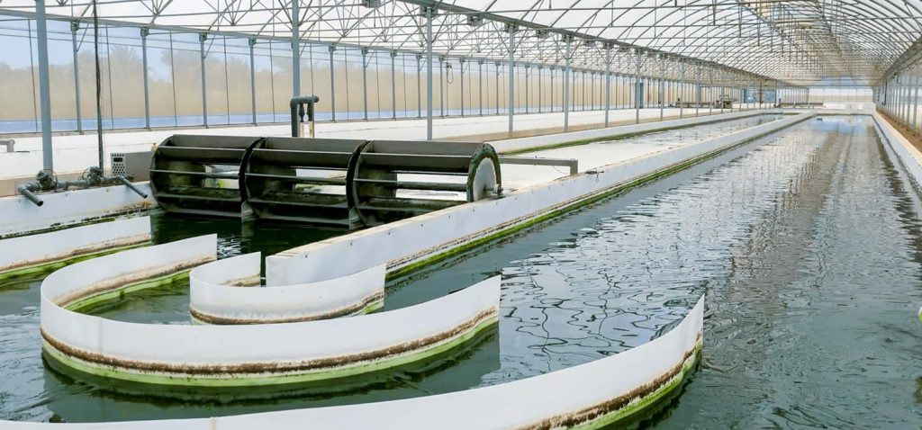 The UCA participates in a European project that uses microalgae to clean and recycle waste water from greenhouses.