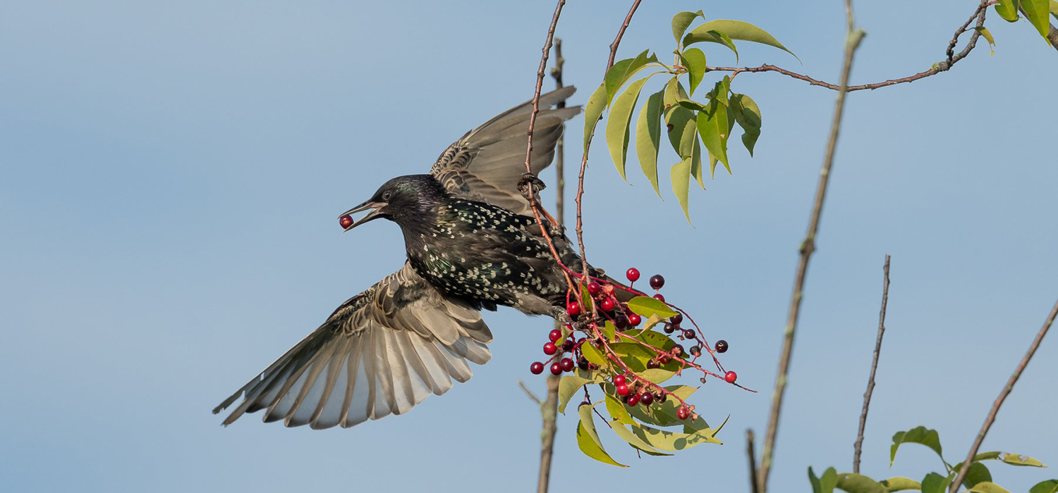 Investigadores internacionales demuestran el papel clave de animales frugívoros para bosques y áreas deforestadas europeas