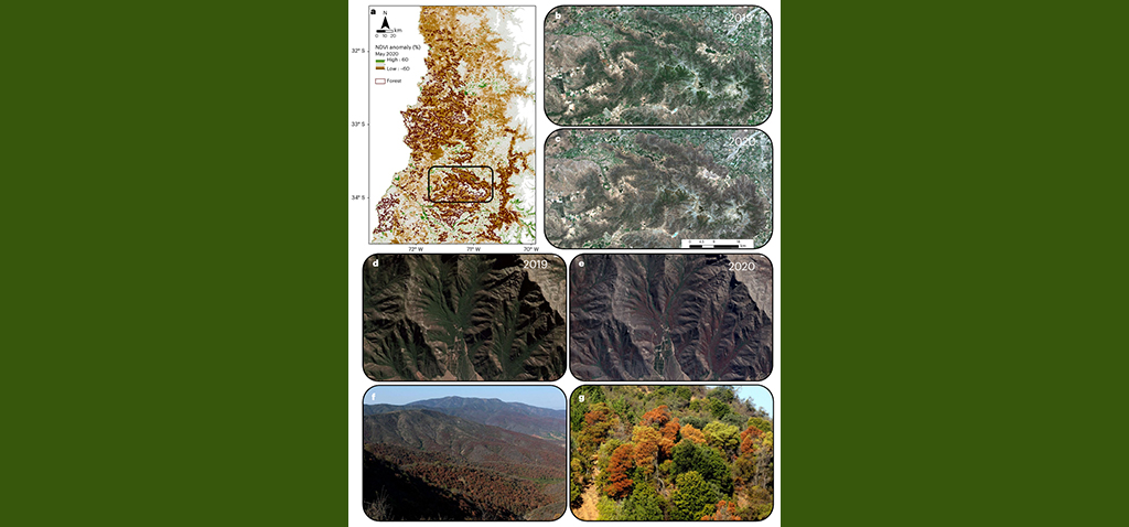 Investigadora de la UCA participa en un estudio que evidencia el declive de los bosques por la aceleración de la aridez