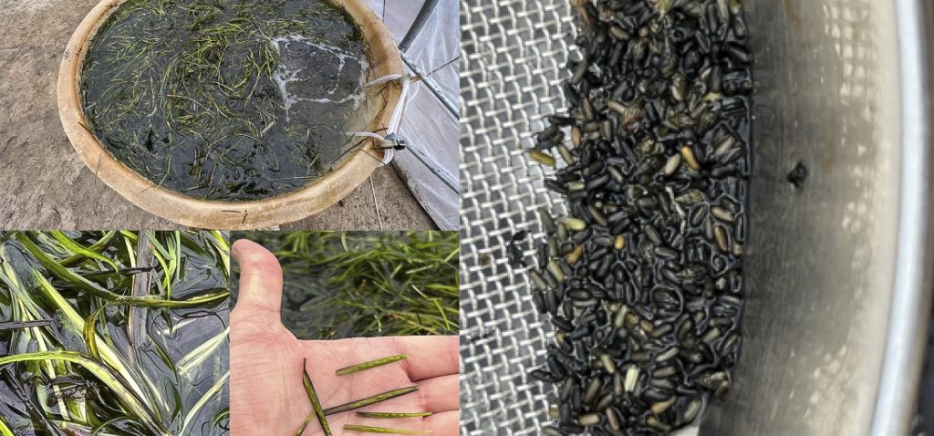 Investigadores de la UCA publican el primer artículo científico sobre el “arroz marino”