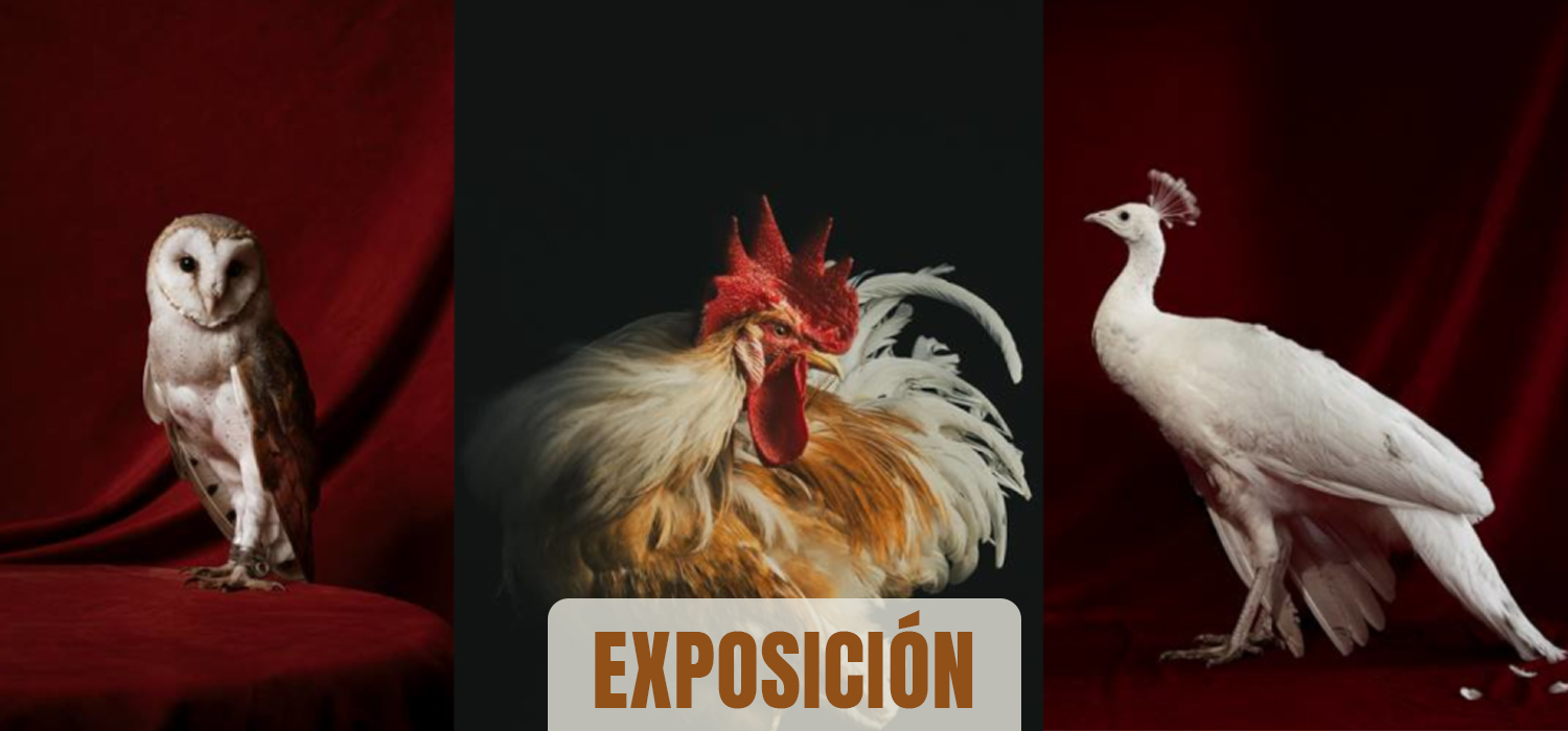 La Kursala inaugura en Cádiz la exposición fotográfica ‘Aves’ de Estela de Castro