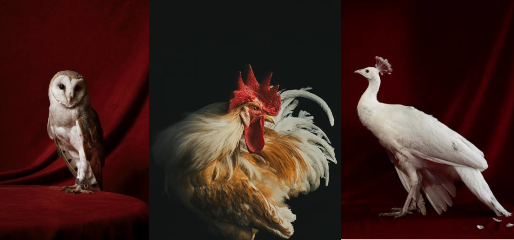 La Kursala inaugura la exposición fotográfica ‘Aves’, de Estela de Castro, en el Edificio Constitución 1812