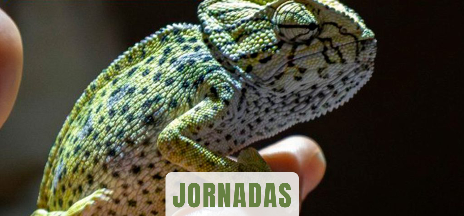 La Oficina de Sostenibilidad organiza la actividad ‘Censos de camaleones en el entorno del Campus de Puerto Real’