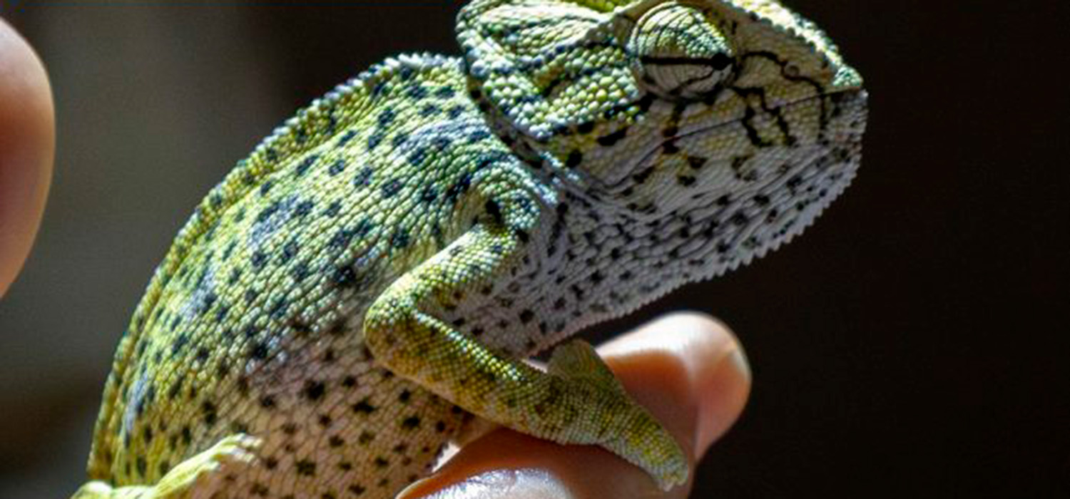 La UCA realizará un censo de camaleones en el entorno del Campus de Puerto Real