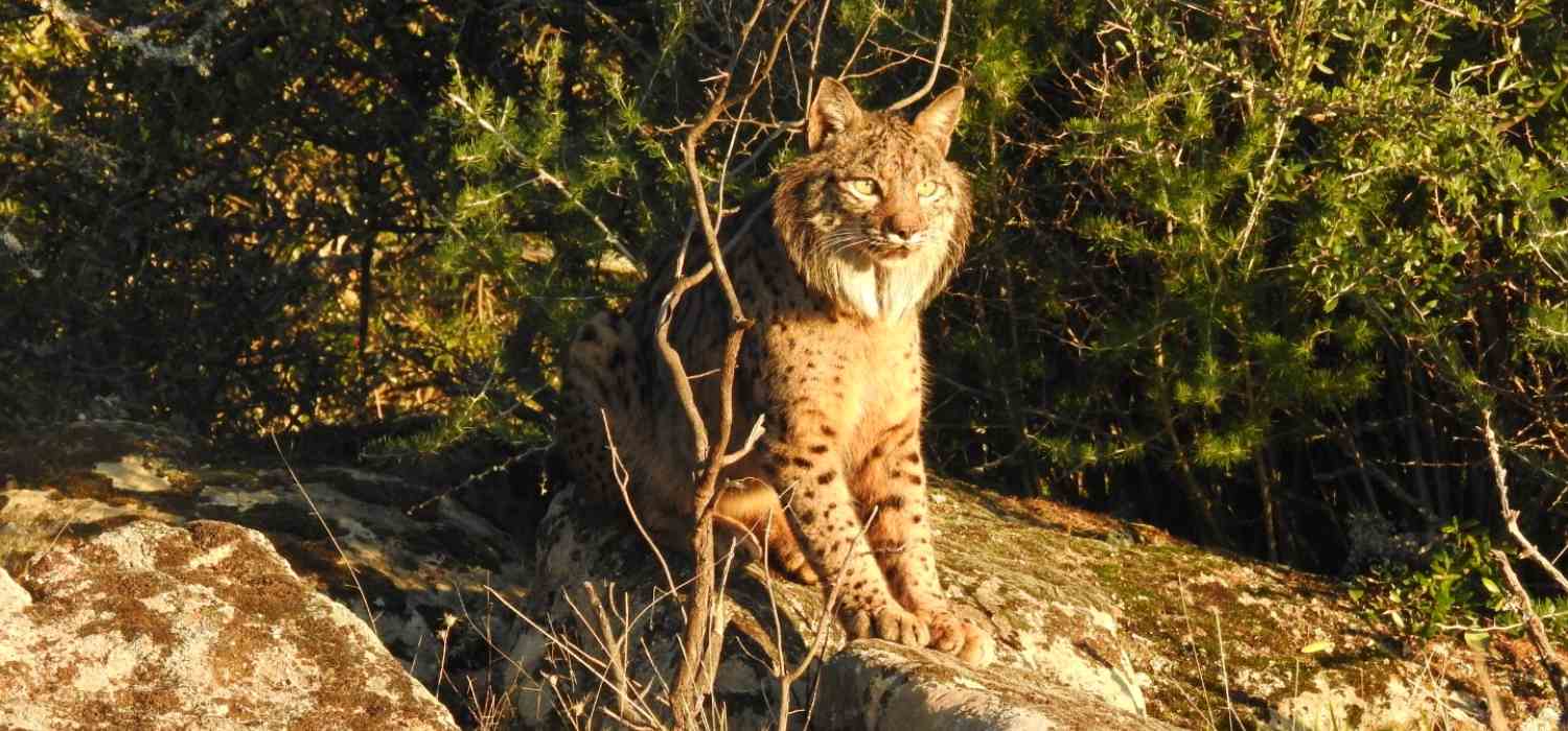 Un estudio indica que los grandes depredadores condicionan la regeneración de árboles frutales en ecosistemas mediterráneos